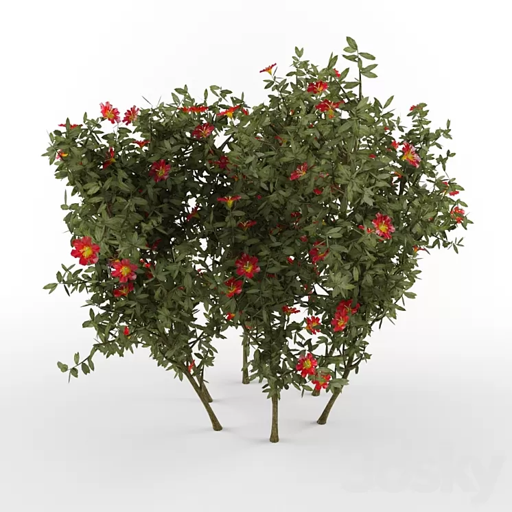 The bush with flowers 3D Model