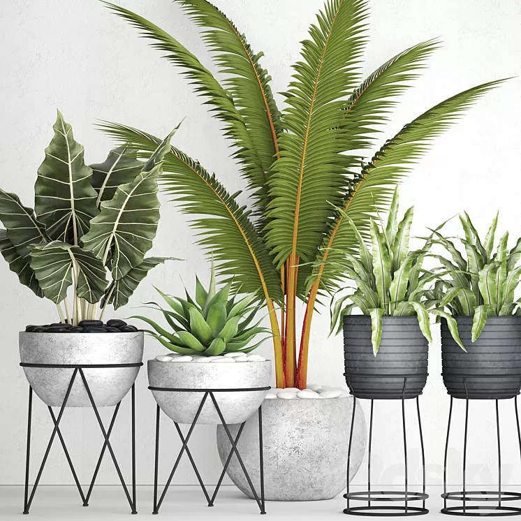 The collection of plants in pots 17. coconut palm alocasia concrete pot stand flower asplenium agave 3D Model