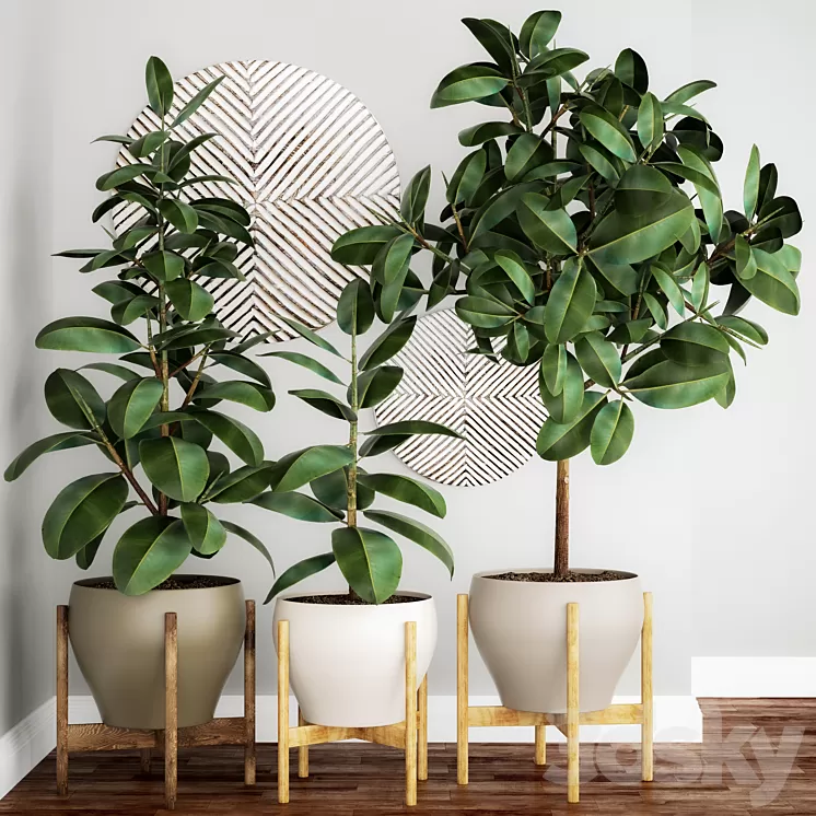 The collection of plants in pots 22. Ficus pot flowerpot interior tree decor panel Scandinavian African ficus abidjan 3D Model Free