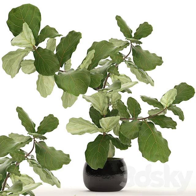 The ficus is lyrate. 15. ornamental tree bush ficus lyrata indoor interior 3D Model