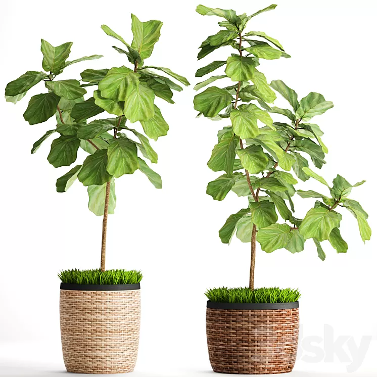 The ficus is lyrate. Collection. 2. basket rattan tree ficus lyrata interior decorative 3D Model