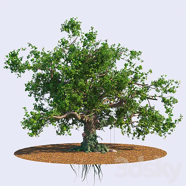 The old oak 3D Model