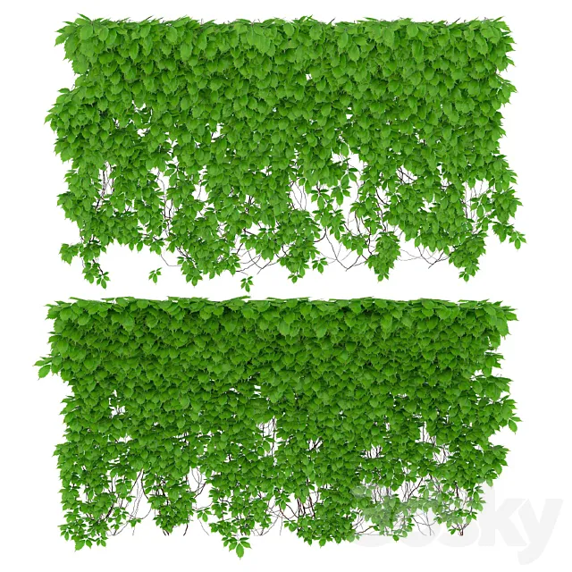 The wall of a girl’s grapes. 2 species. v2 3DModel