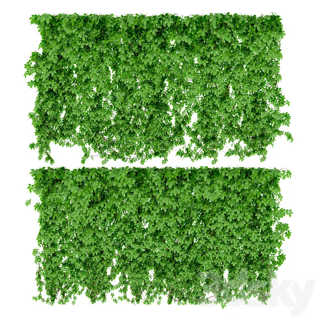 The wall of a girl's grapes. 2 types 3DModel