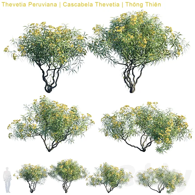 Thevetia Peruviana | Cascabela Thevetia Free Download