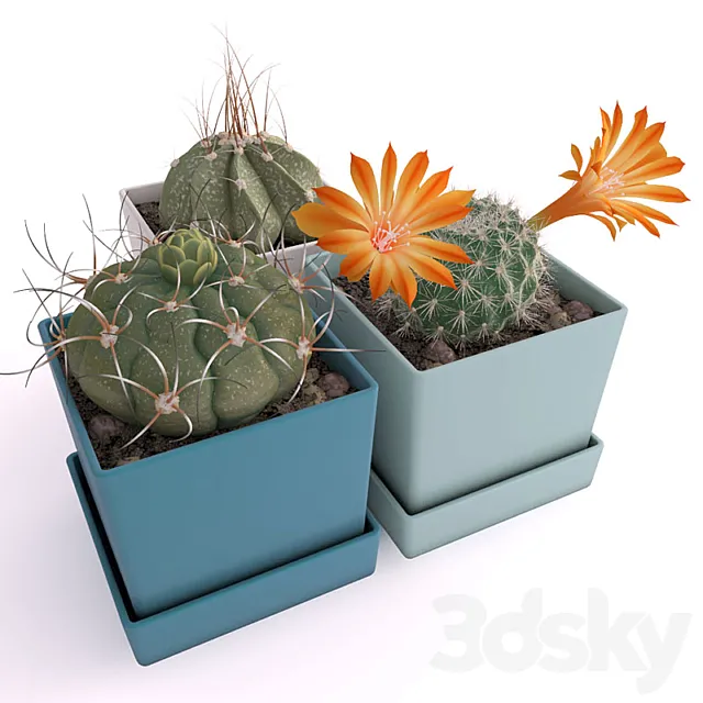 Three cactus 3DModel