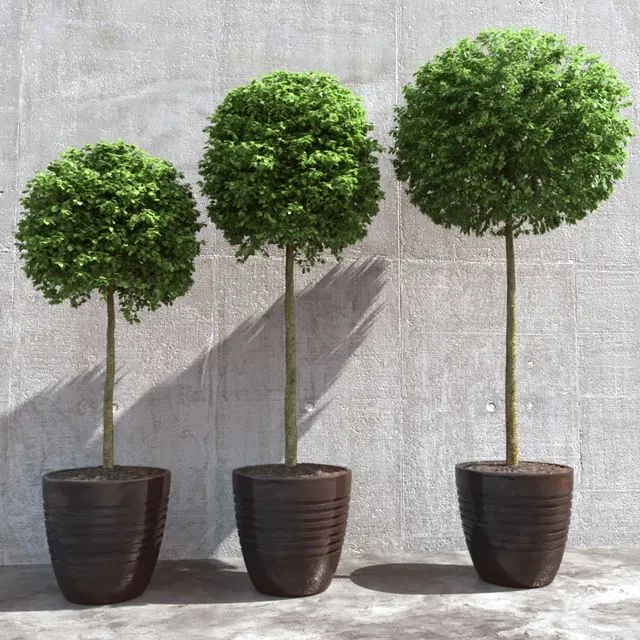 Three trees in pots 3D Model