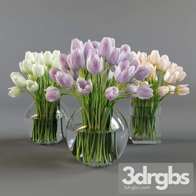 Three Vases Tulips 3D Model Free