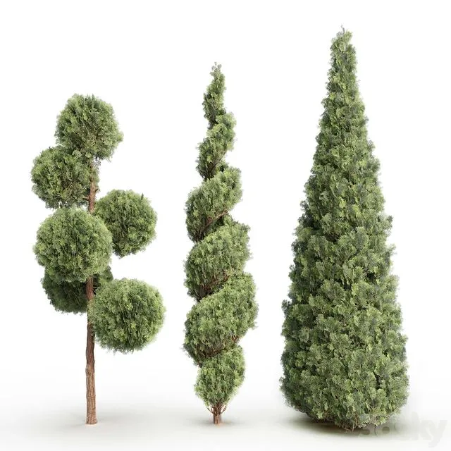 Thuja # 1 3D Model