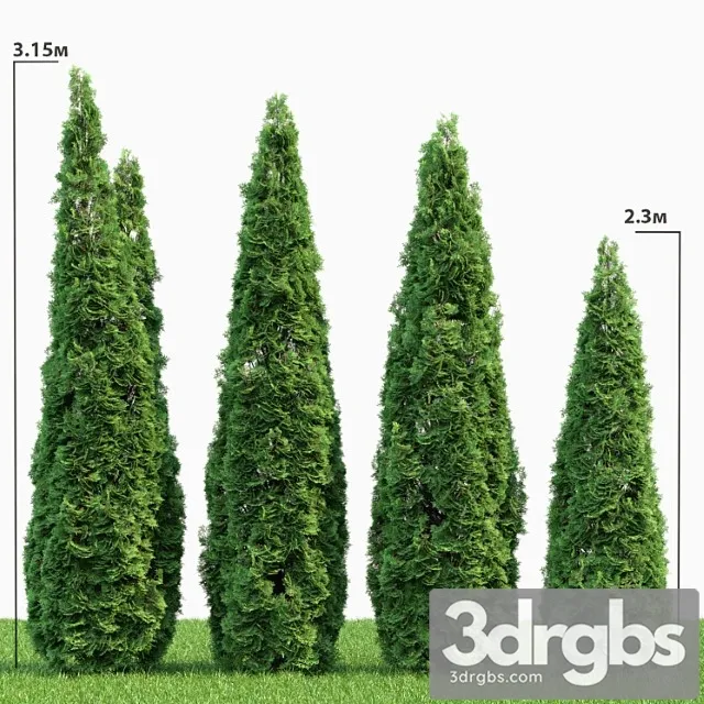 Thuja 2 3D Model Free