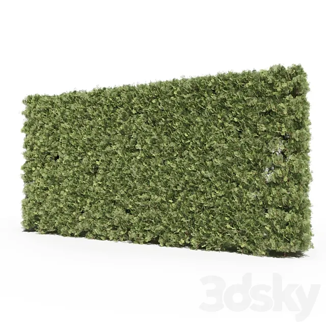 Thuja # 3 (Thuja # 3) 3D Model
