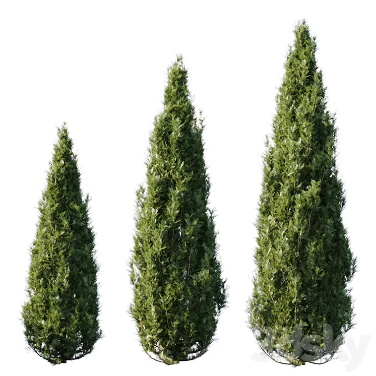 Thuja 3D Model