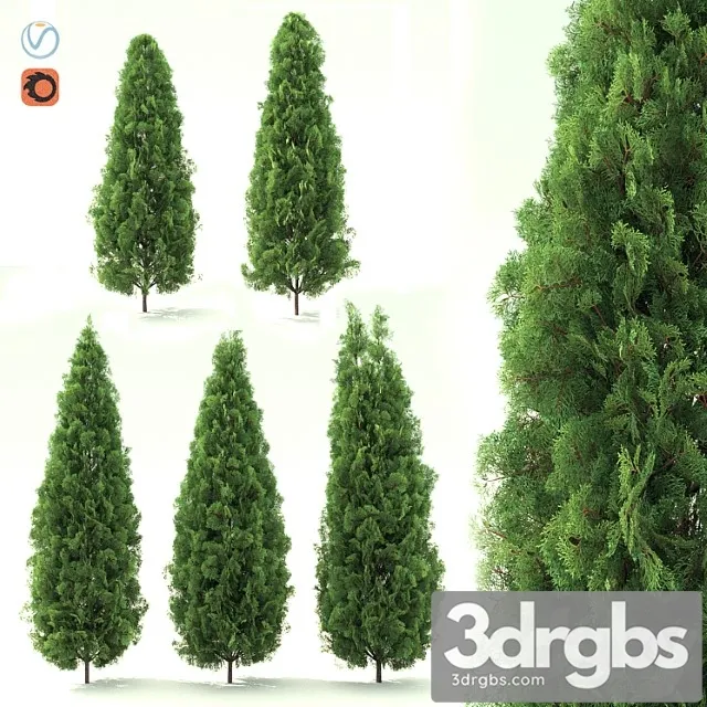 Thuja 3D Model Free