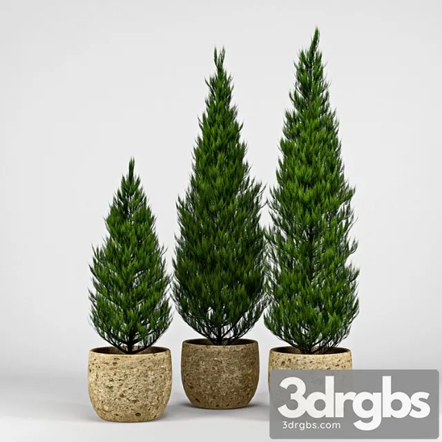 Thuja 3D Model Free