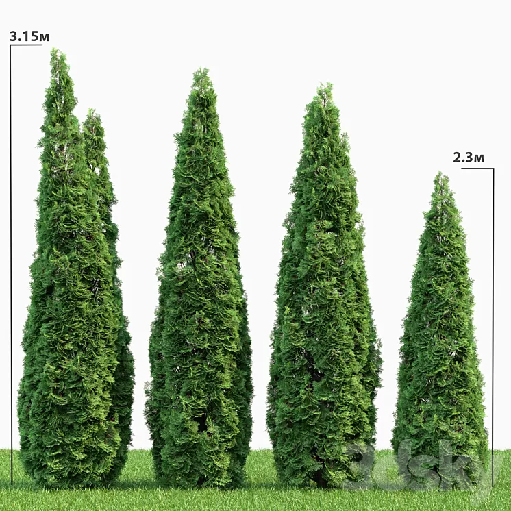 Thuja 3D Model