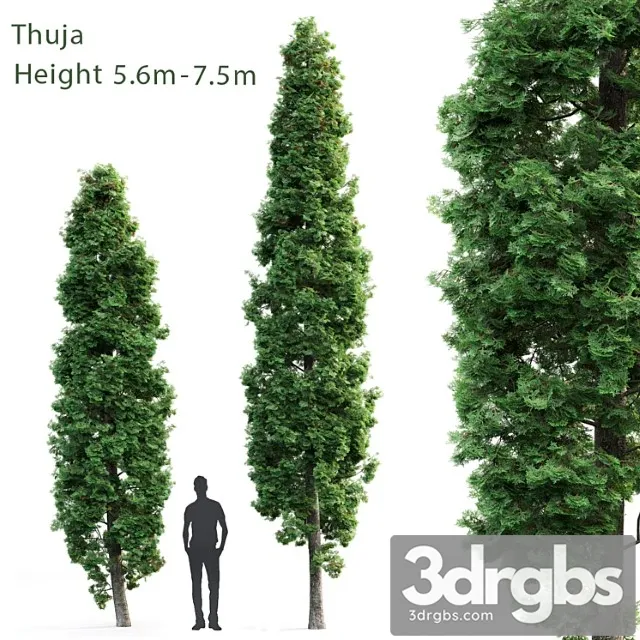 Thuja 9 3D Model Free