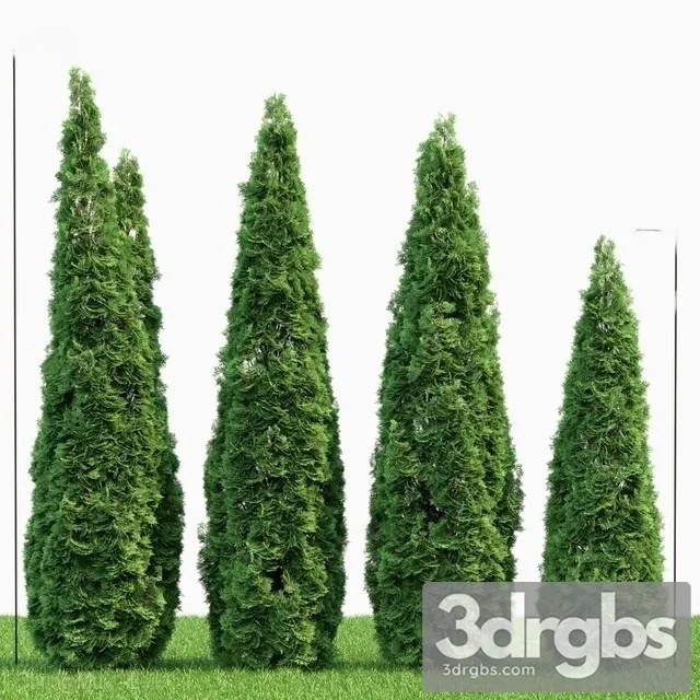 Thuja Danica 2 3D Model Free