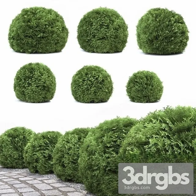 Thuja Danica 3D Model Free