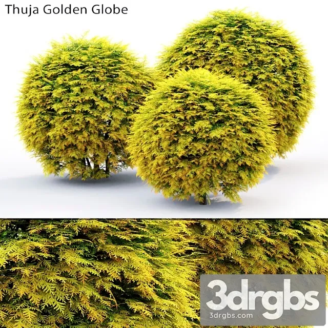 Thuja Golden Globe 3D Model Free