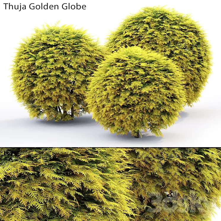Thuja Golden Globe 3D Model