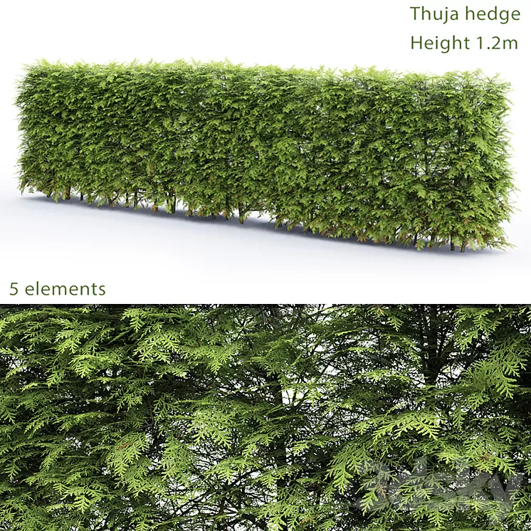 Thuja Hedge 3D Model