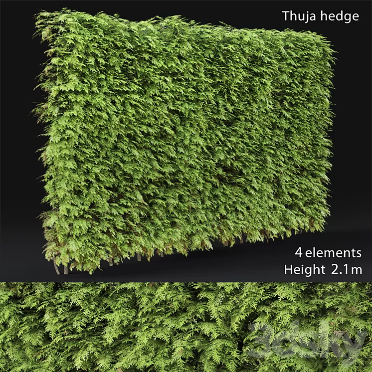Thuja hedge 3D Model