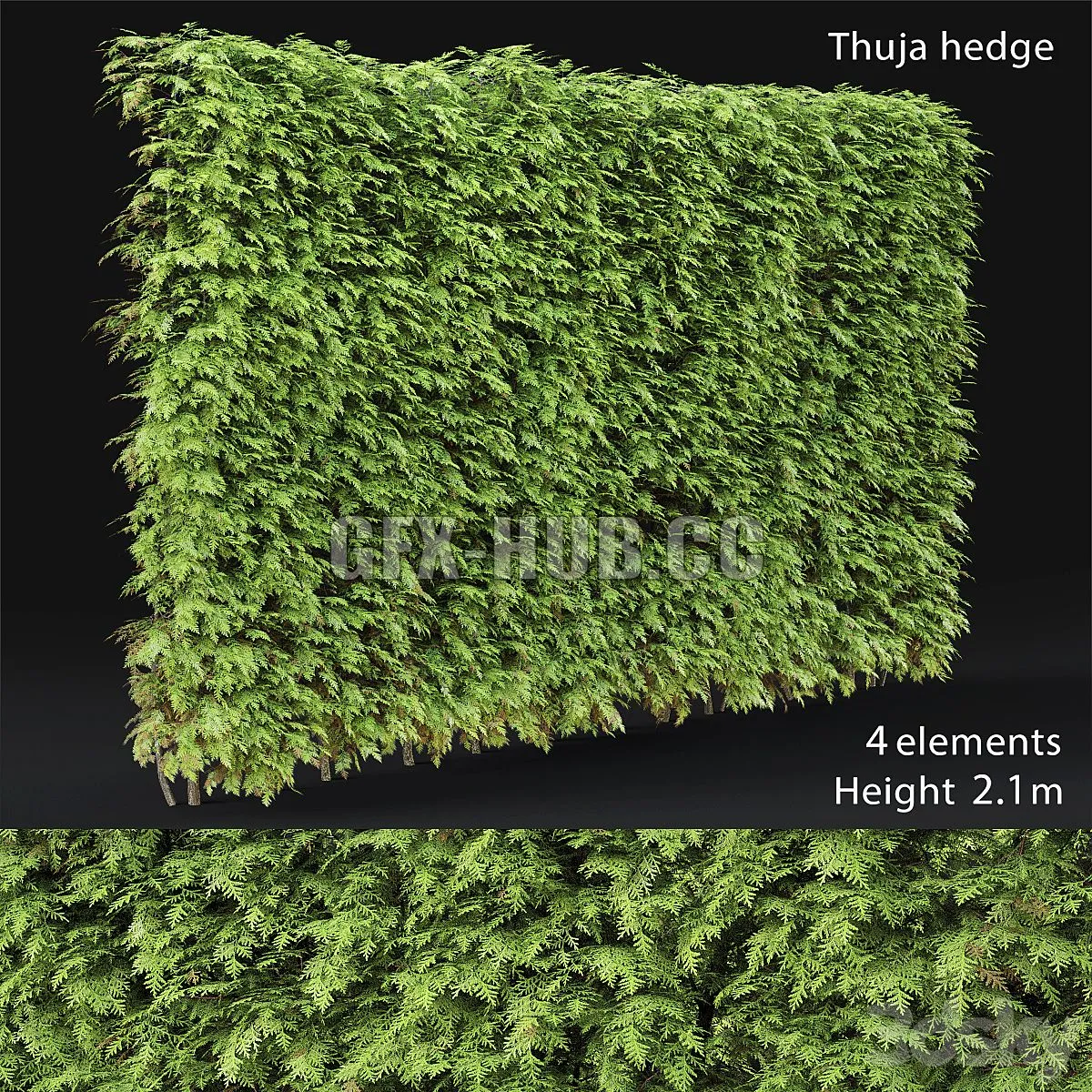 Thuja hedge 3D Model