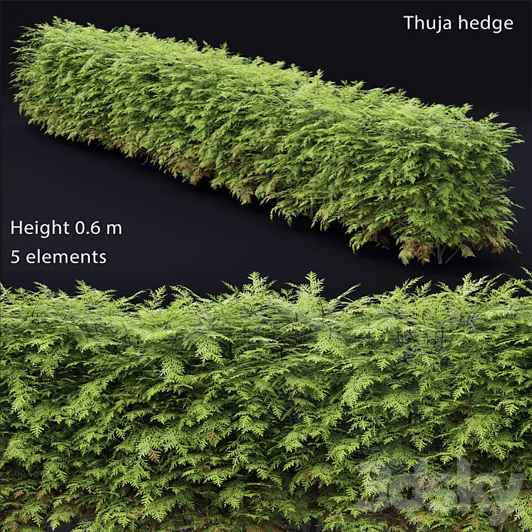 Thuja  hedge 3D Model