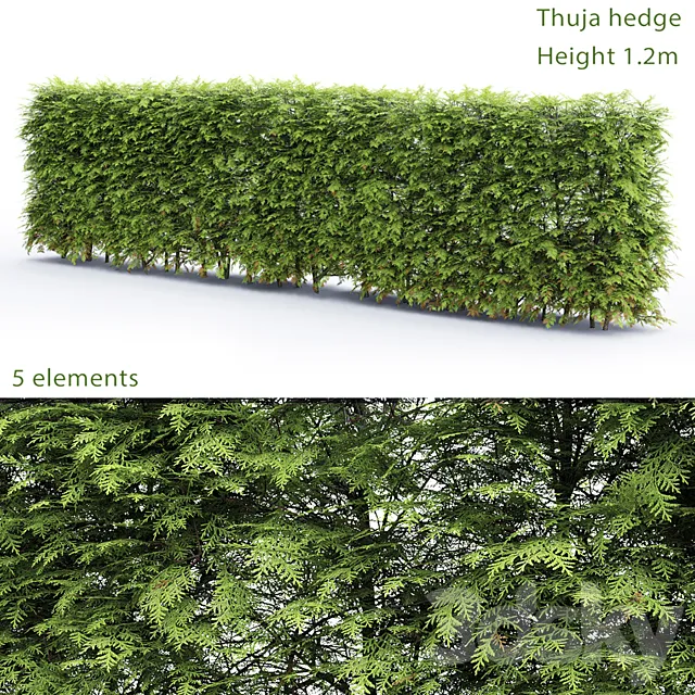 Thuja Hedge 3DModel