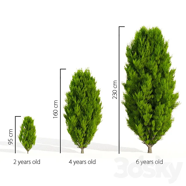Thuja in 3 ages 3D Model