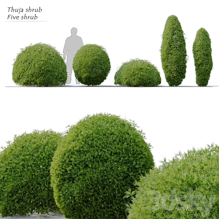 Thuja shrub 3D Model Free
