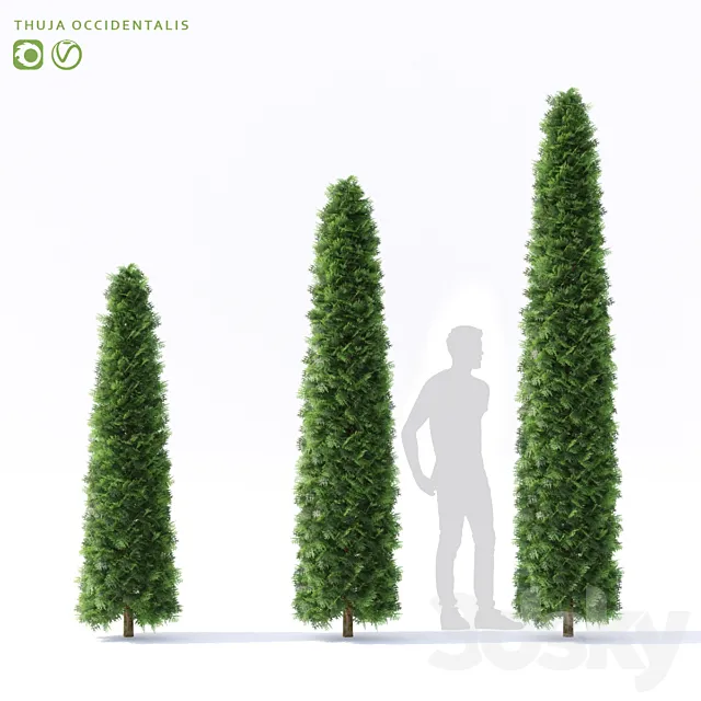 Thuja western | Thuja occidentalis 3D Model
