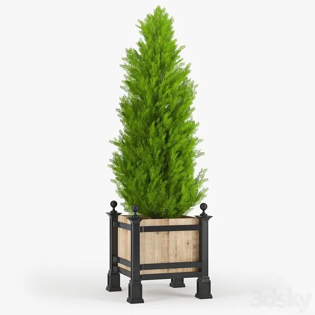 Thuja_3 3D Model