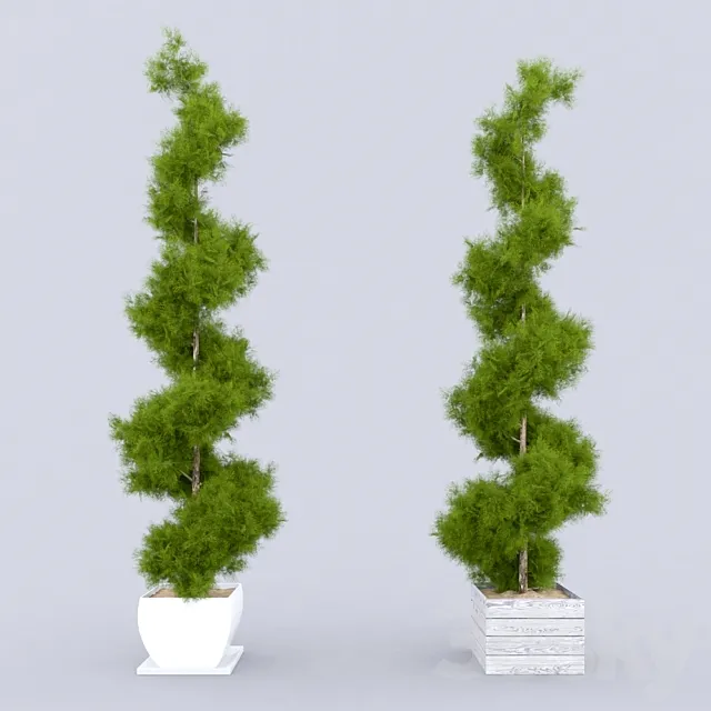 Thuja_plicata_001 3D Model