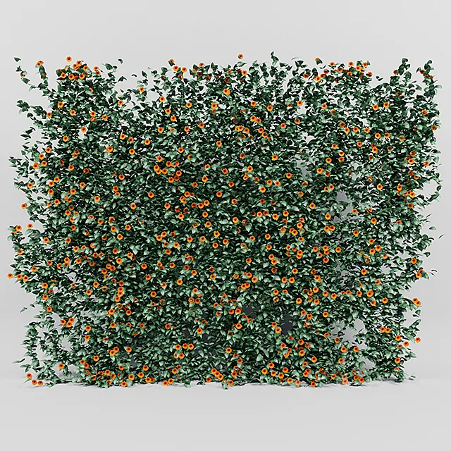 Thunbergia alata ivy 3D Model