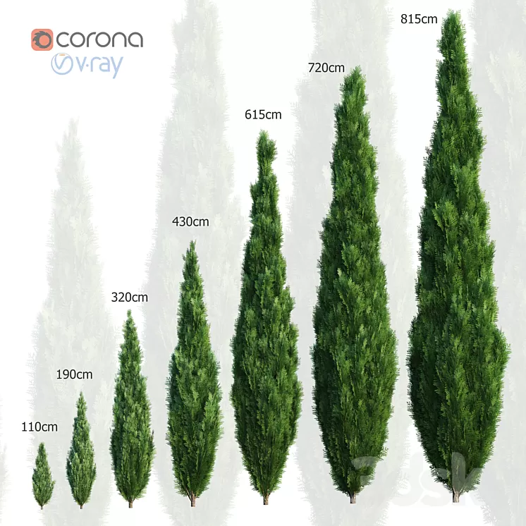 Thuya. Set of 7 models