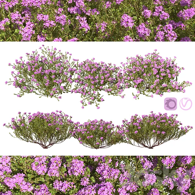 Thymus vulgaris 3D Model