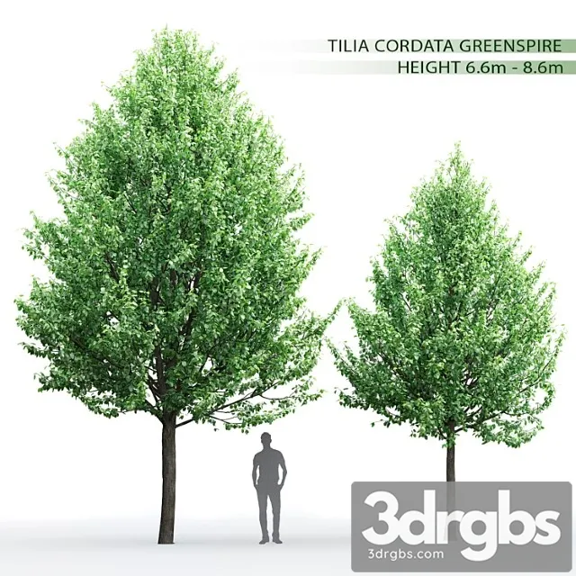 Tilia 1 3D Model Free