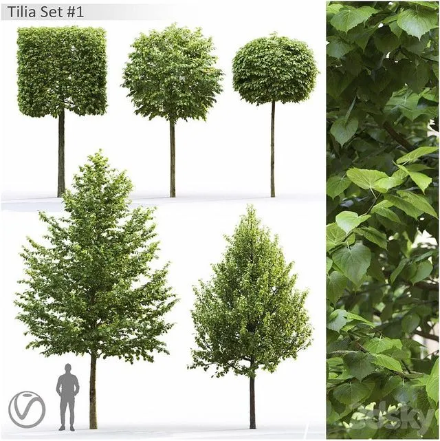 Tilia 3D Model