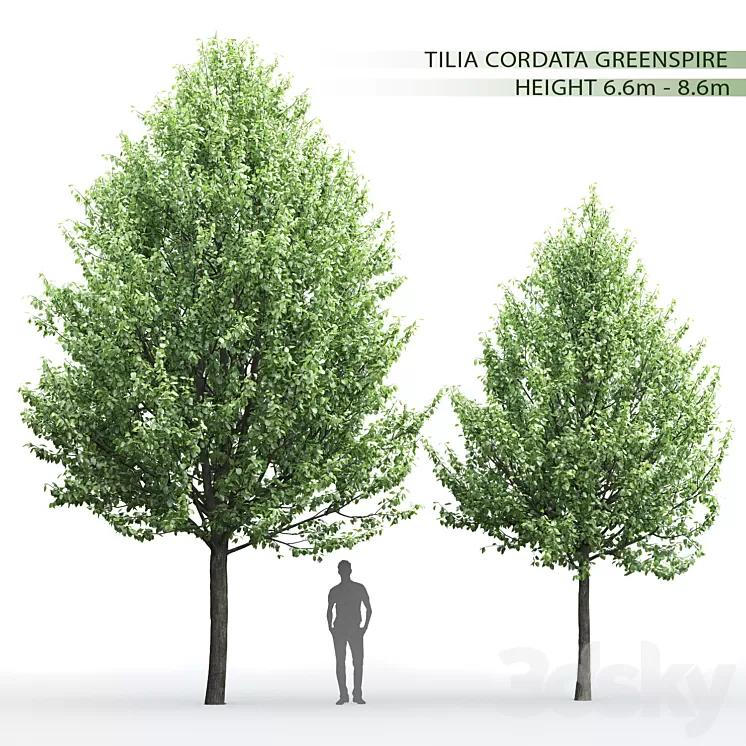 Tilia 3D Model