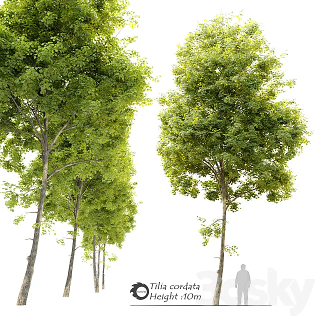 Tilia cordata (Linden) tree 3D Model
