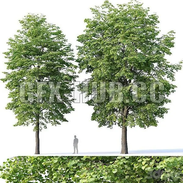 Tilia Europaea 4 3D Model