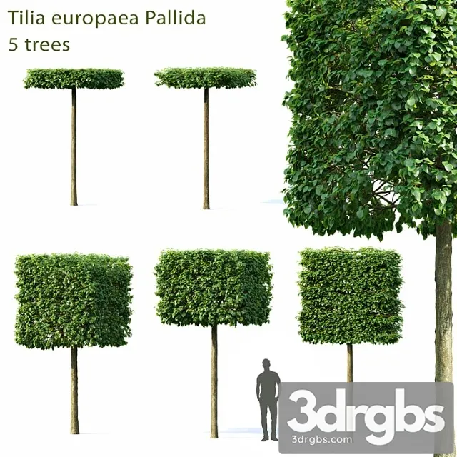 Tilia Europea 3D Model Free