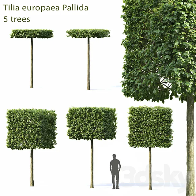 Tilia Europea 3DModel