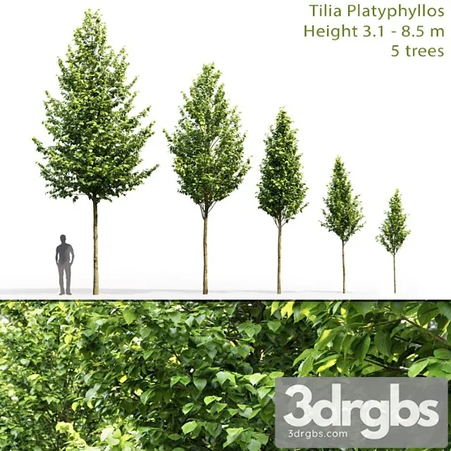 Tilia Platyphyllos 1 3D Model Free