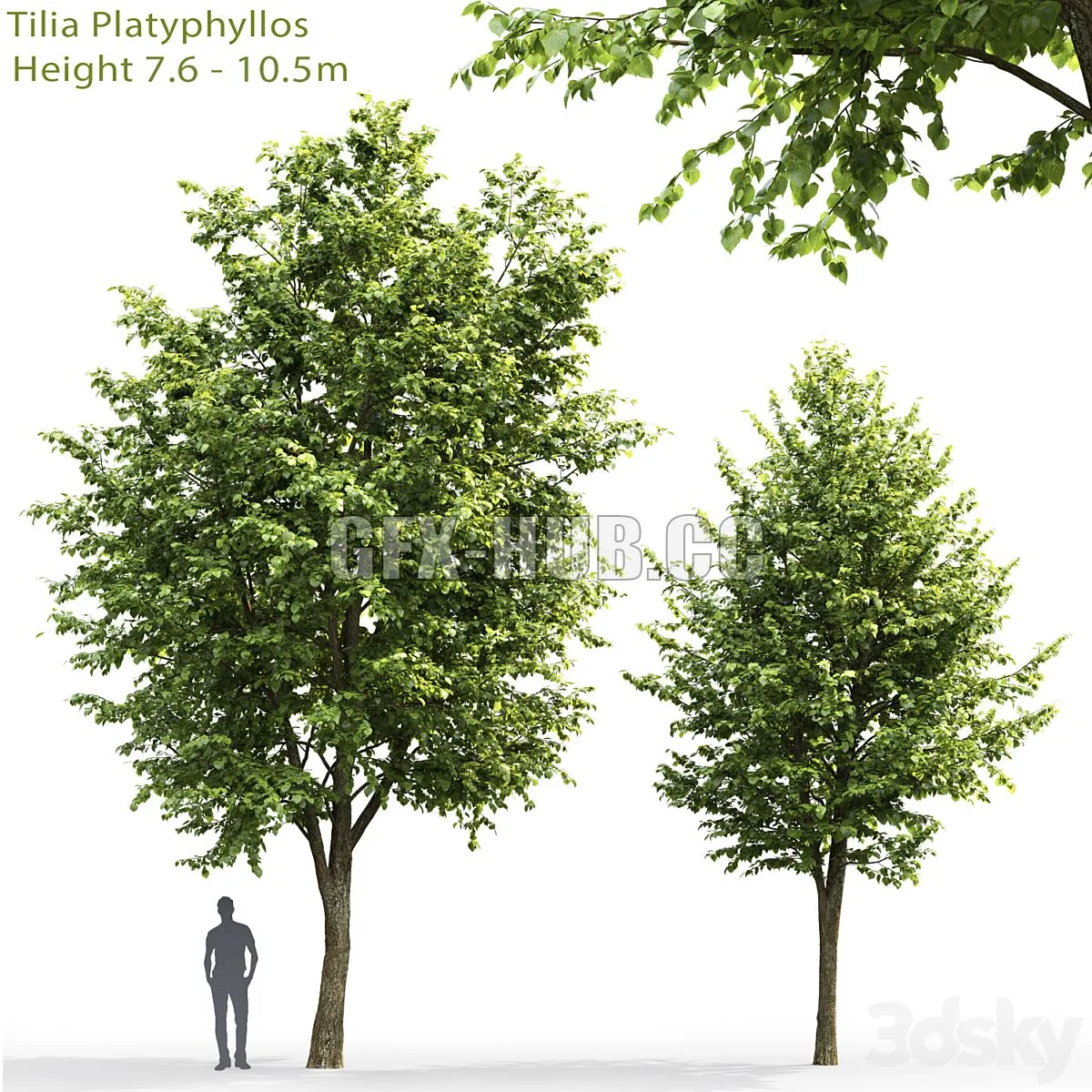 Tilia platyphyllos 3 3D Model