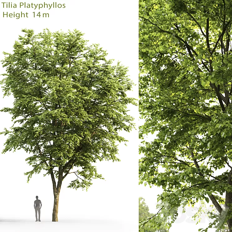 Tilia platyphyllos 3D Model
