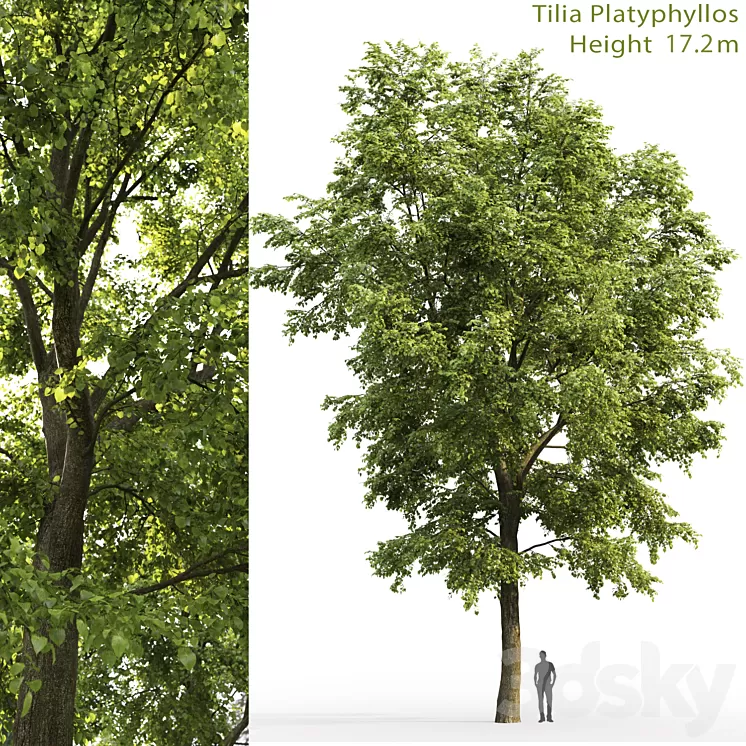 Tilia platyphyllos 3D Model