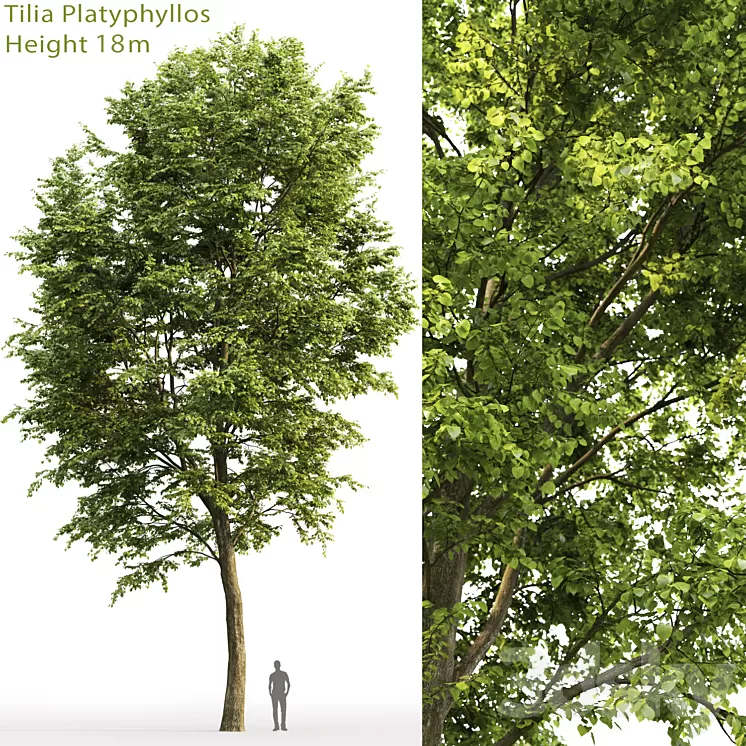 Tilia platyphyllos 3D Model