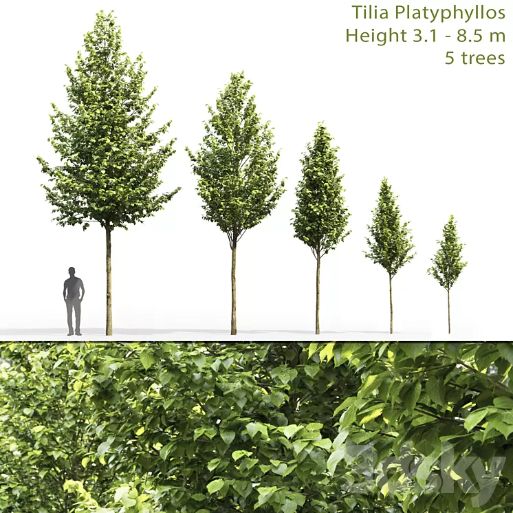 Tilia platyphyllos 3D Model
